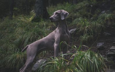 Savez-vous distinguer les aboiements d’un chien ?