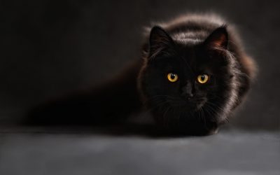 Le chat se considère comme le maître du lieu