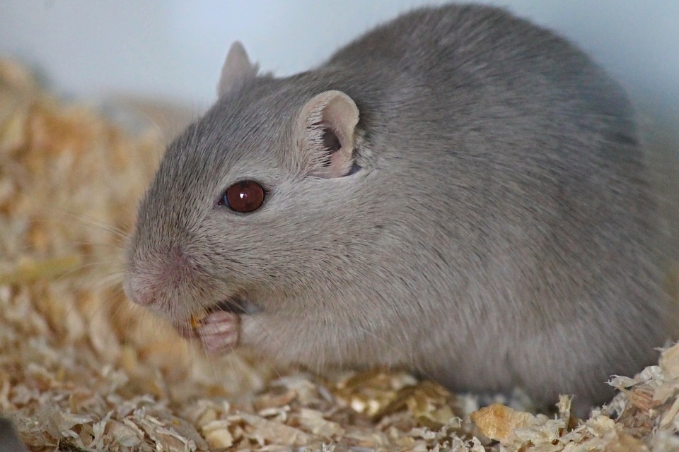 La gerbille est devenue la star des rongeurs de compagnie