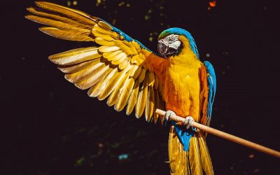 L’oiseau qui s’adapte à votre environnement