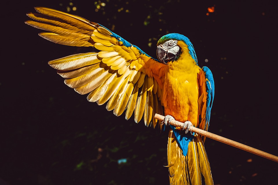 L’oiseau qui s’adapte à votre environnement