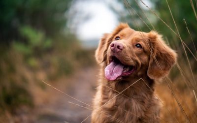 Croquettes pour chien : indispensables dans l’alimentation canine