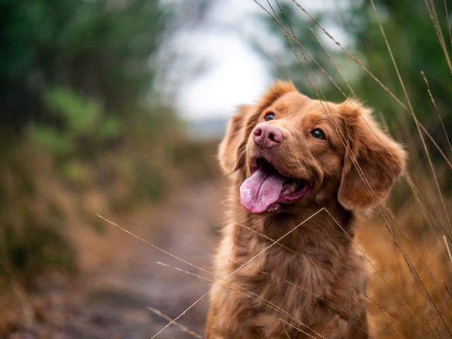 Croquettes pour chien : indispensables dans l’alimentation canine