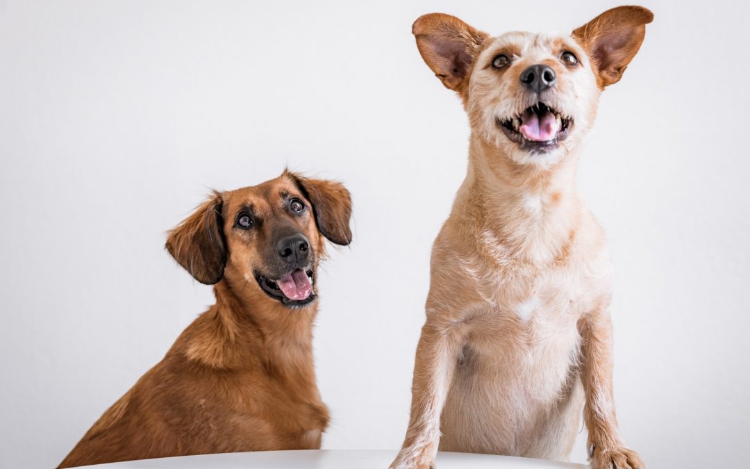 Comment faire pour éviter la perte de votre chien ?