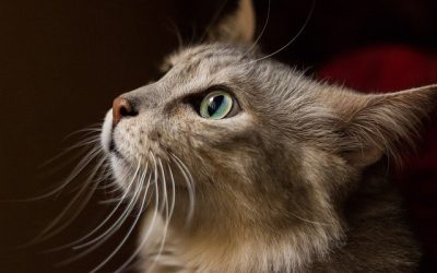 Alimentation sans céréales pour les chats : ce qu’il faut savoir sur le