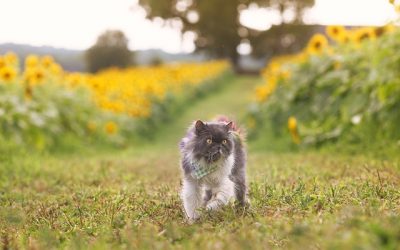 Ce qu’il faut savoir sur le chat Persan