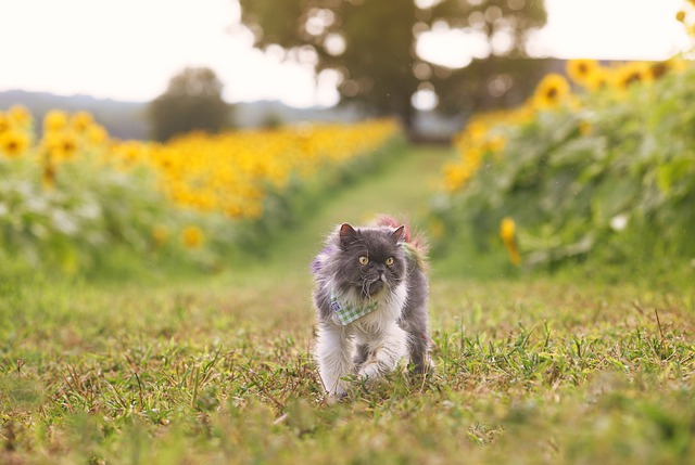 Ce qu’il faut savoir sur le chat Persan