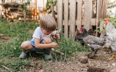 Comment nourrir des poules pondeuses?
