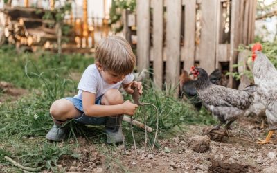 Comment nourrir des poules pondeuses?