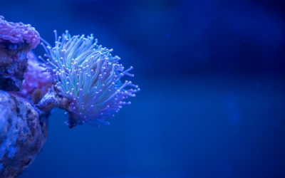 Le budget a prevoir pour un aquarium : tout ce que vous devez savoir