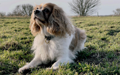 Pourquoi souscrire une assurance chien est indispensable ?