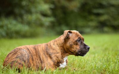 L’impact d’une alimentation de qualité sur la santé à long terme de votre chien
